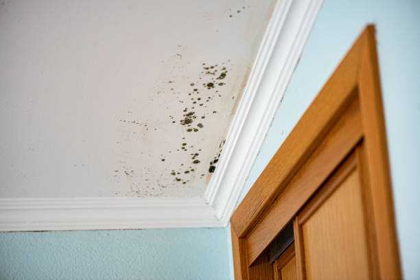Best Toxic Mold Removal  in Sicklerville, NJ