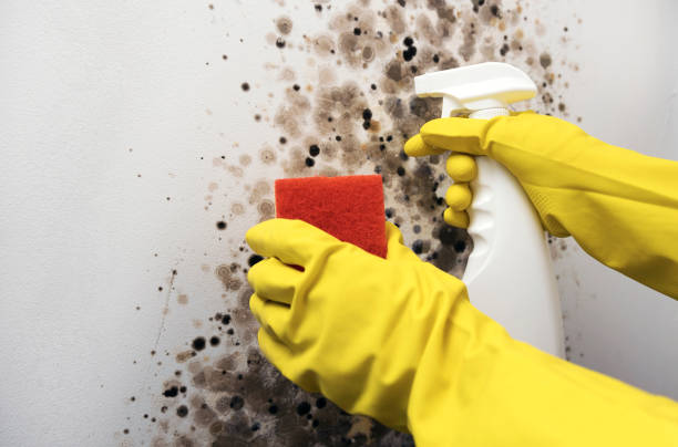 Best Residential Mold Removal  in Sicklerville, NJ