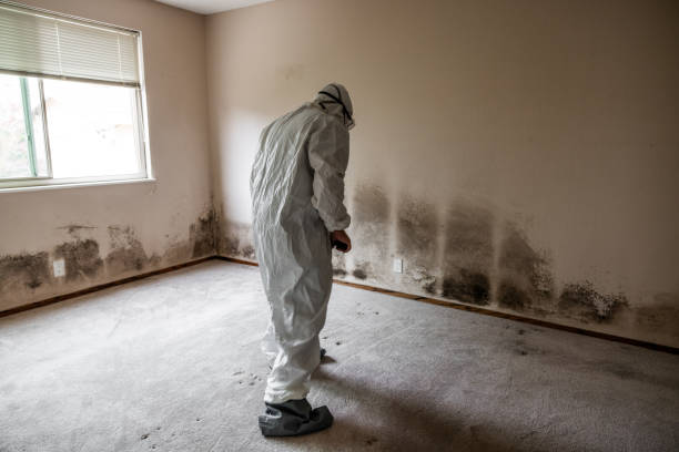 Best Commercial Mold Removal  in Sicklerville, NJ